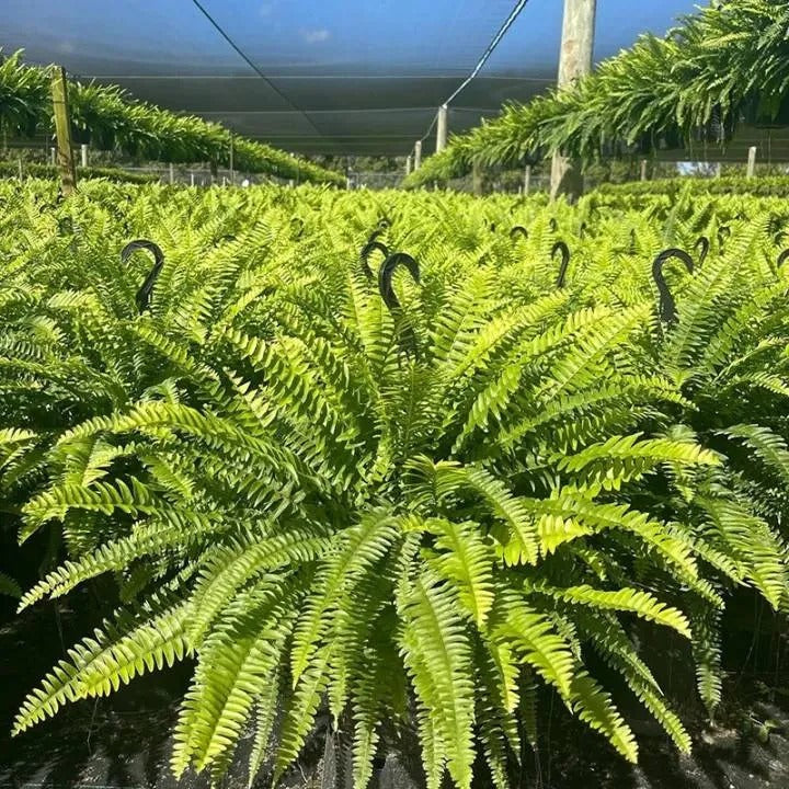💛Glowing Boston Ferns with Lights🌿