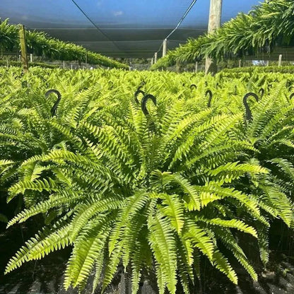 💛Glowing Boston Ferns with Lights🌿